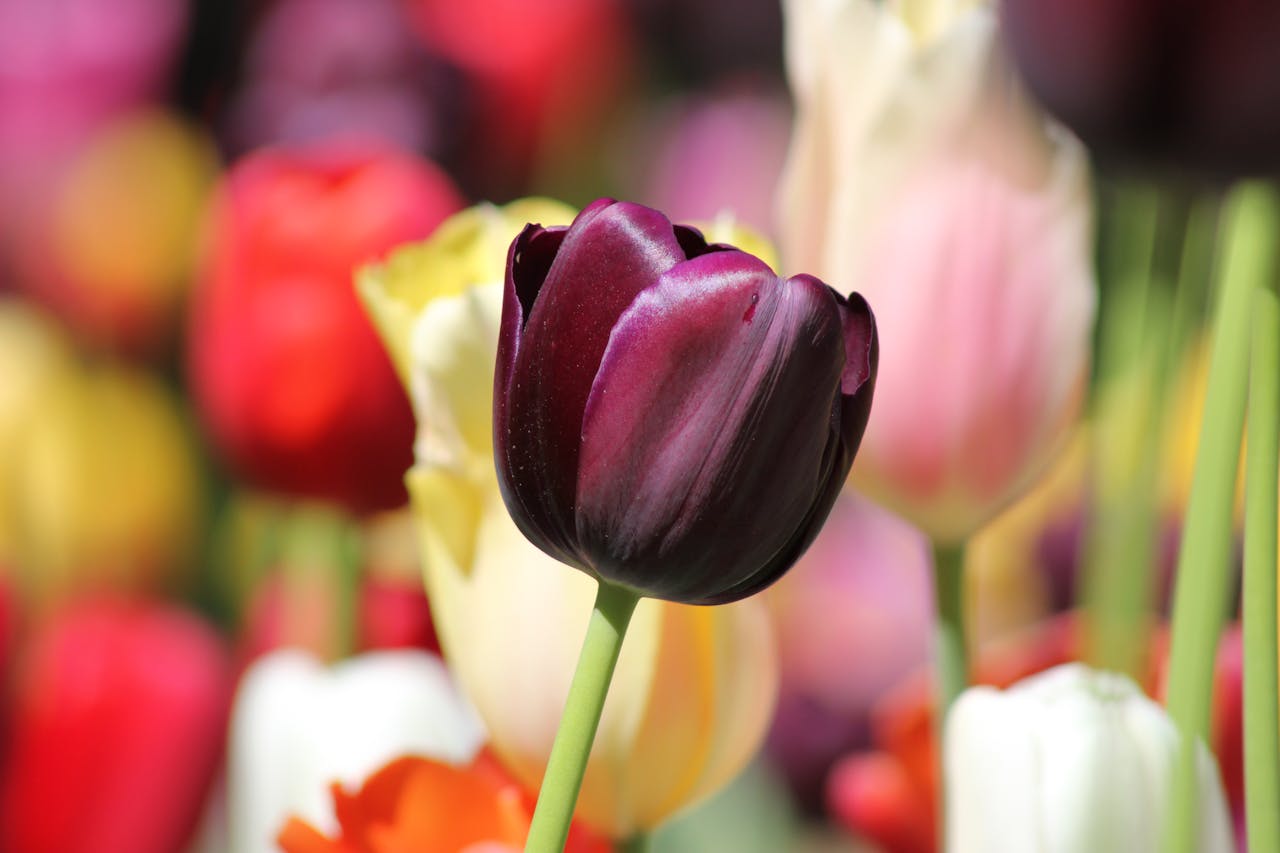 Close-up of a vivid tulip with a blurred colorful background outdoors in spring.