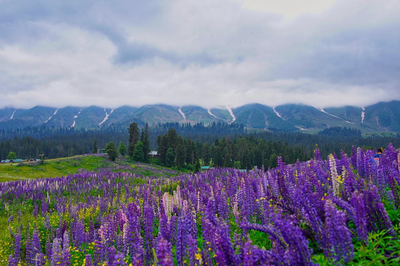 Vibrant lupine field in Kashmir against a majestic mountain backdrop, ideal for nature and travel themes.