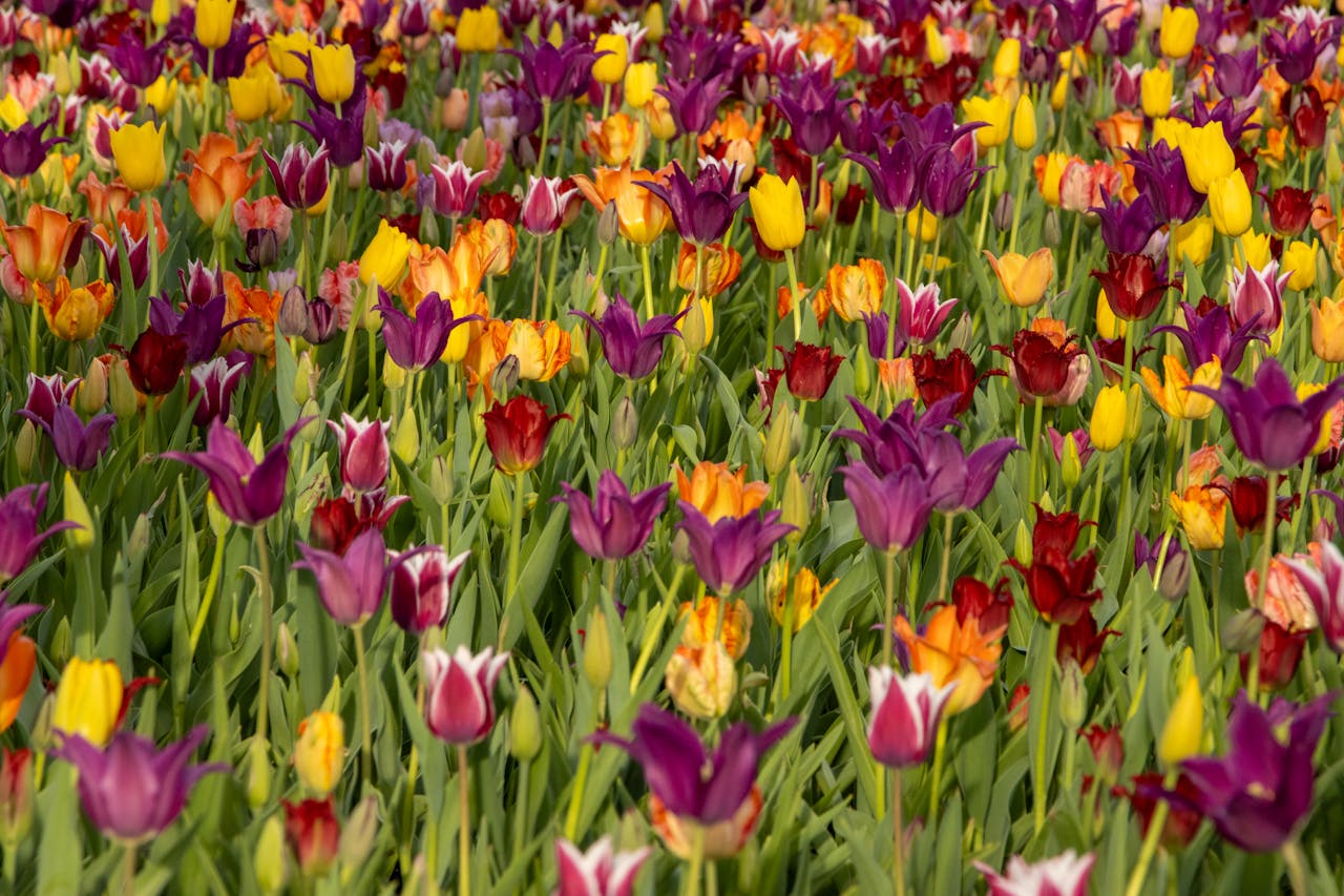 A field of colorful tulips in full bloom, showcasing vibrant purples, reds, and yellows during spring.